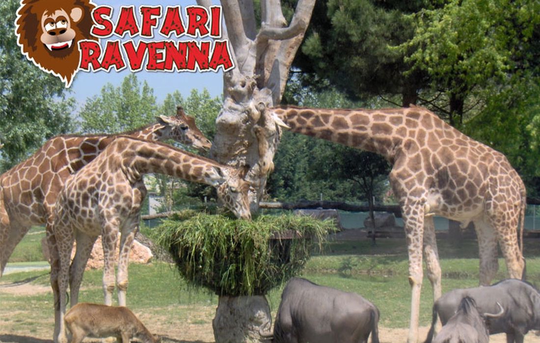Zoo Safari Ravenna a  Località Mirabilandia – Savio di Ravenna