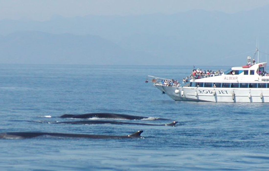 Tour guidato di osservazione dei cetacei del Santuario di Pelagos a Savona