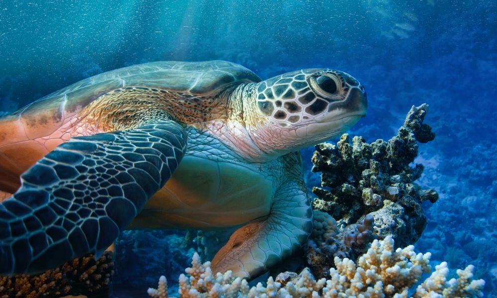 Offerta Biglietti, Acquario di Livorno