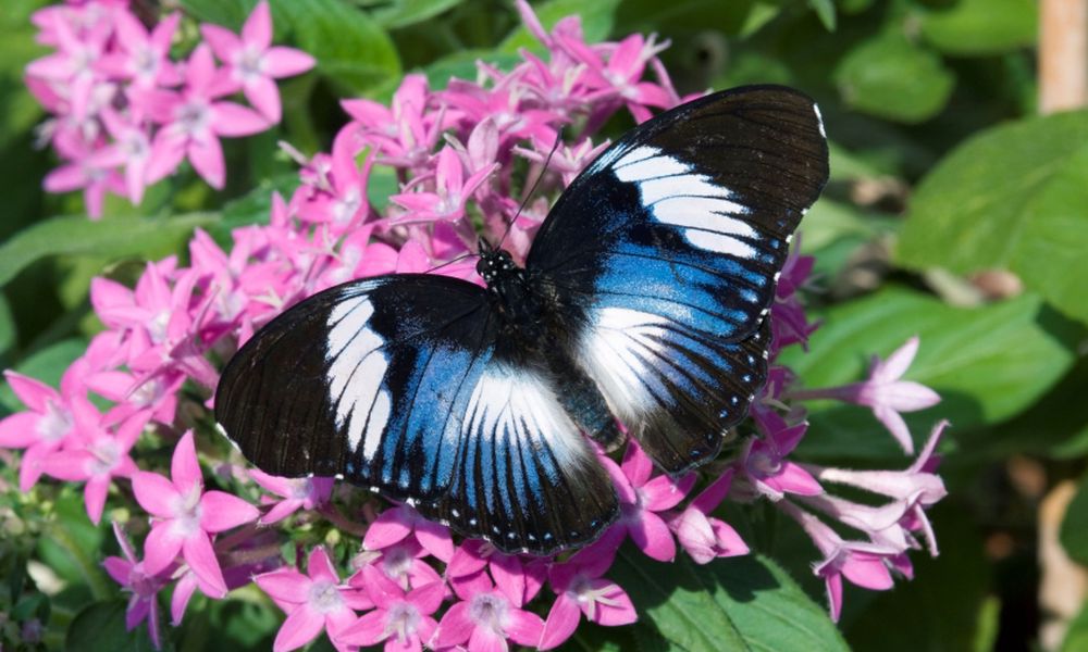 Oasi delle Farfalle tropicali a Santorso 