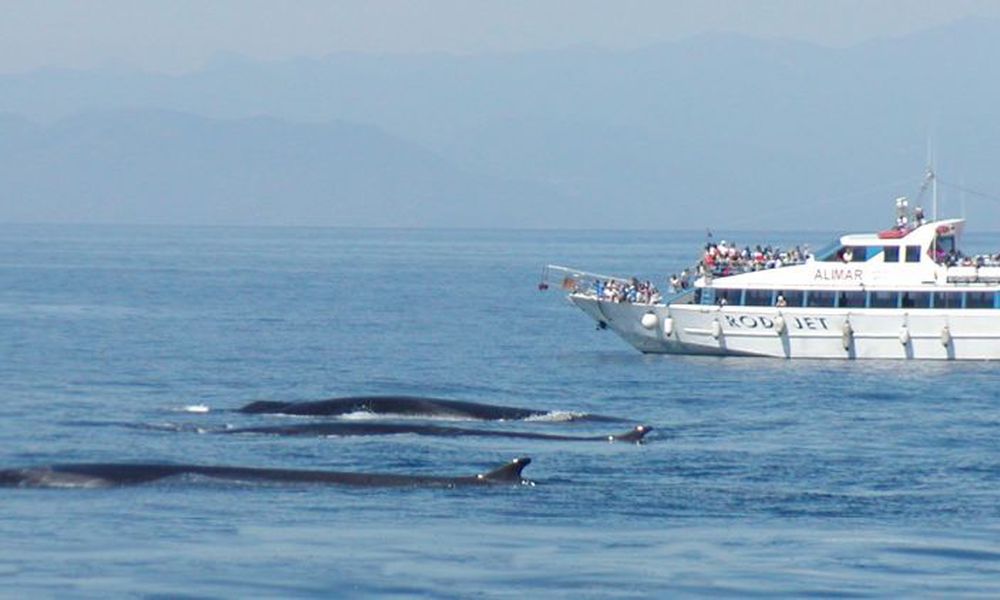 Tour guidato di osservazione dei cetacei del Santuario di Pelagos a Savona