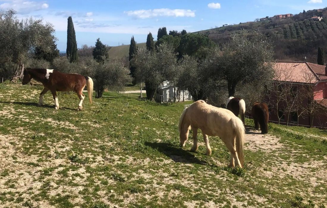 Passeggiata a cavallo per bambini tra le colline vicino Rimini a Vallecchio rimini