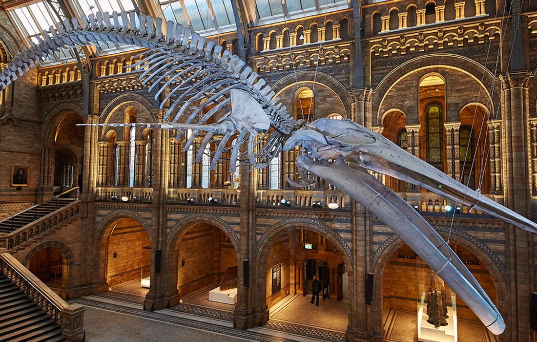 Natural History Museum a London 