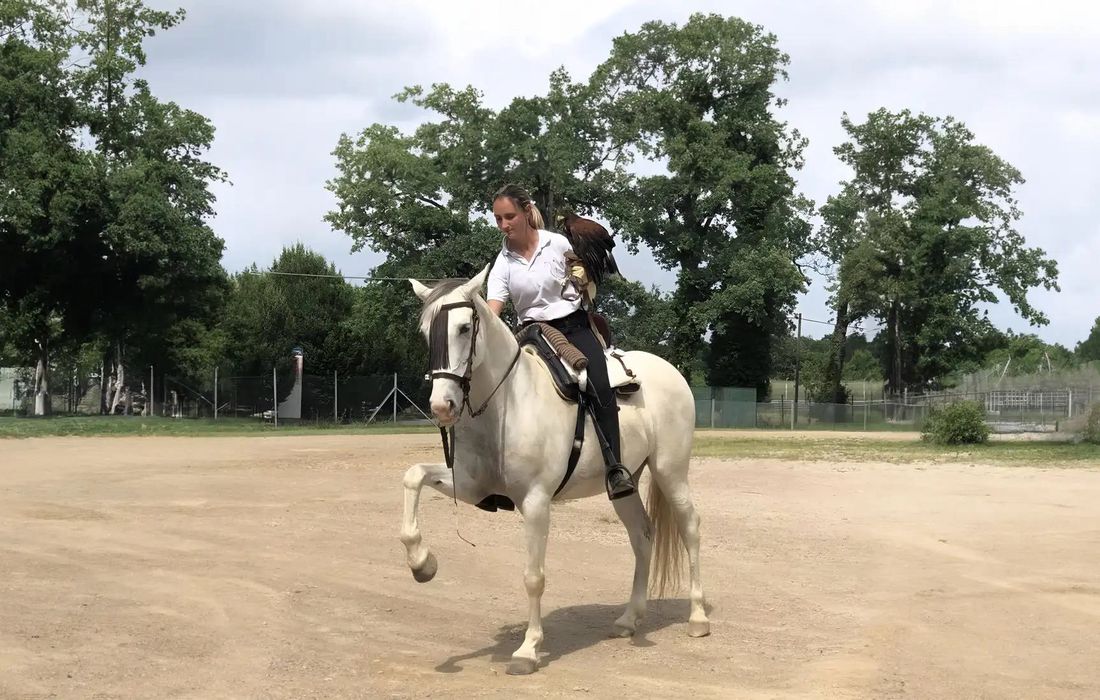 Falconeria a cavallo in Brianza a Ornago