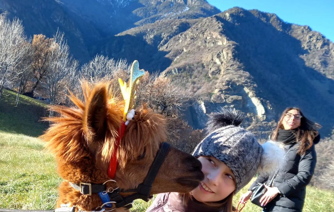Passeggiata con gli alpaca in Valle d'Aosta a Montjovet