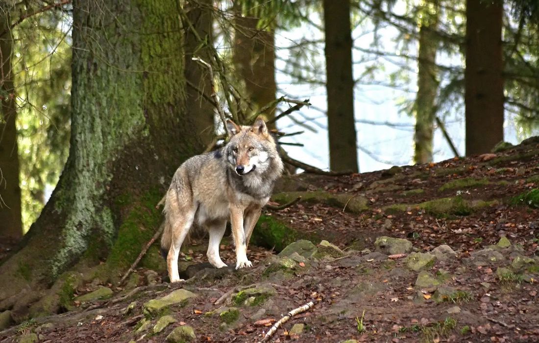 Centro Visita del Lupo nel Parco Nazionale della Maiella a Popoli