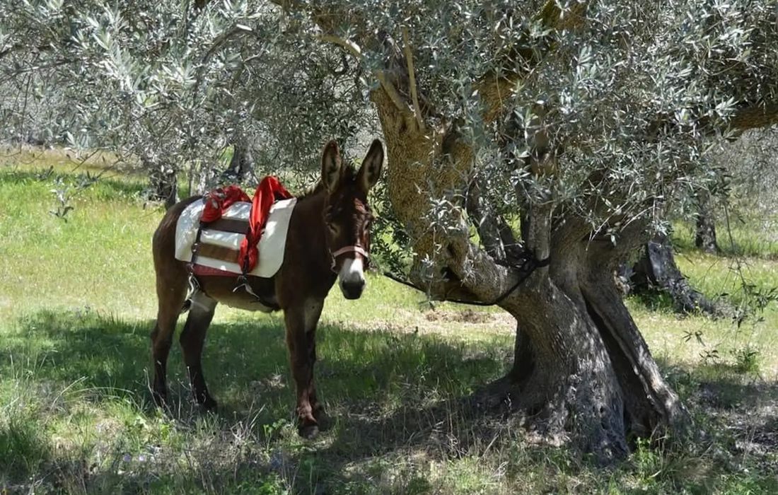 Passeggiata con gli asini nella Valle del Tirino a Carapelle Calvisio