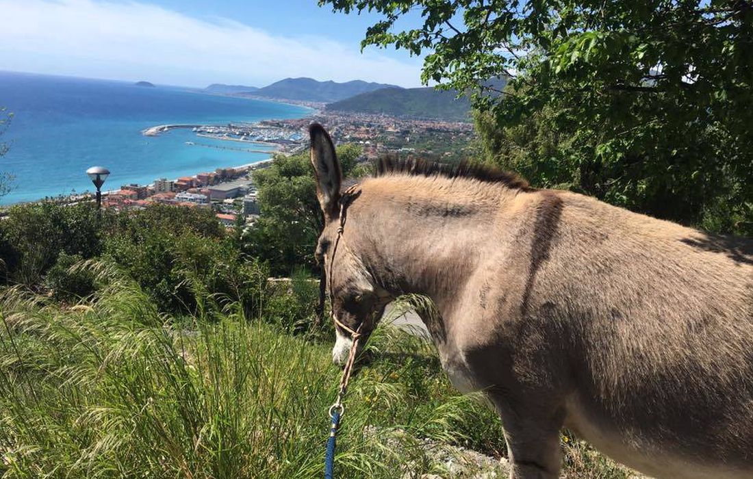 Un incontro speciale con gli asinelli a Pietra Ligure
