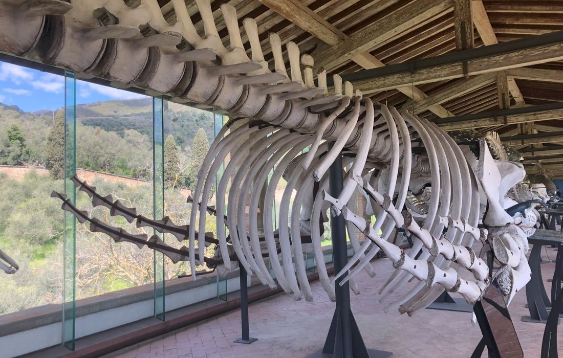 Museo di storia Naturale a Calci