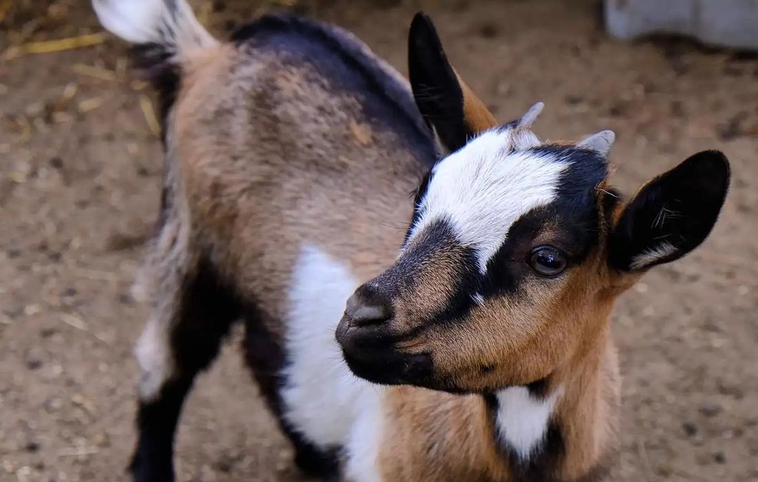 Esperienza in fattoria didattica e merenda fatta in casa a Casalzuigno