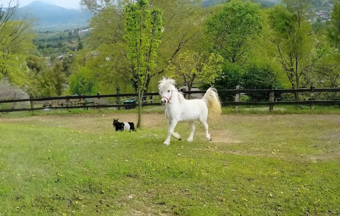 esperienza didattica in fattoria per bambini  a carpaneto piacentino 