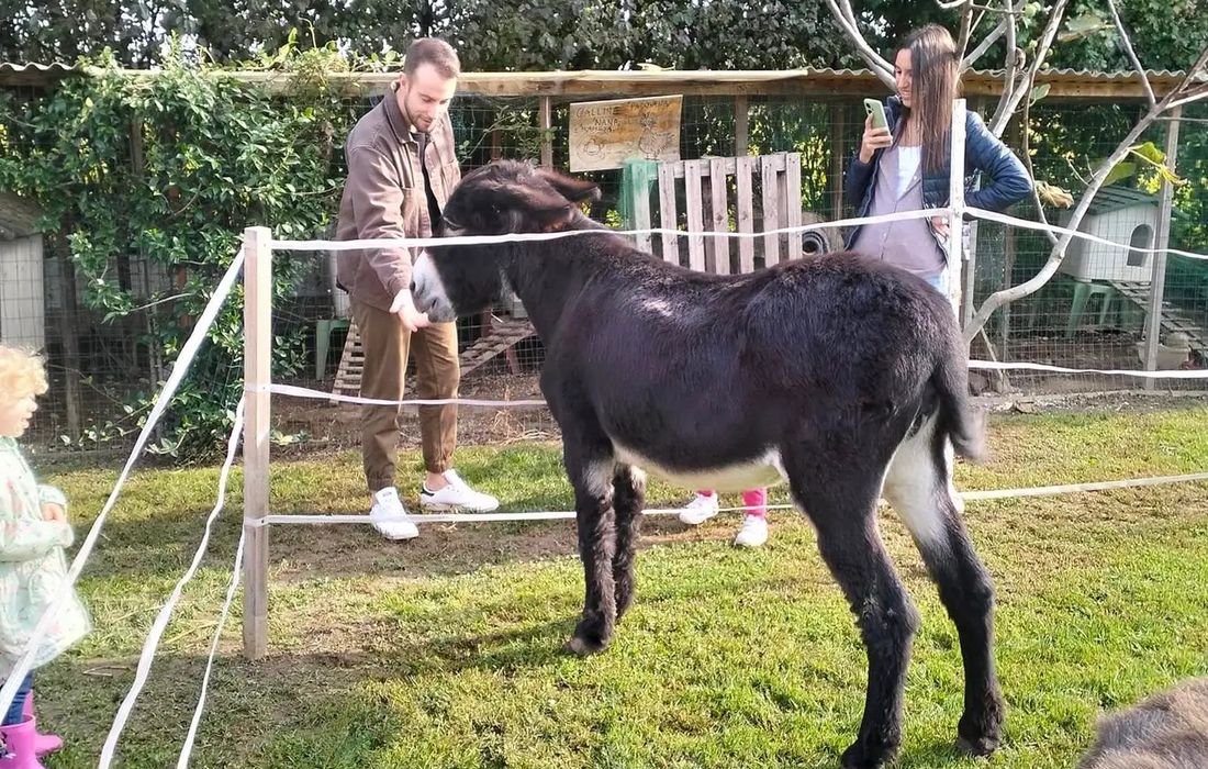 Esperienza didattica in fattoria  a Longare 