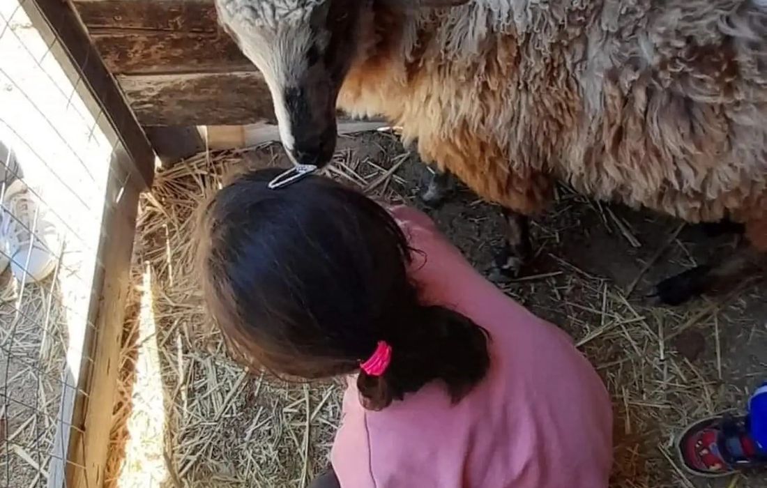 Visita guidata per famiglie in fattoria vicino a Cagliari a Quartucciu