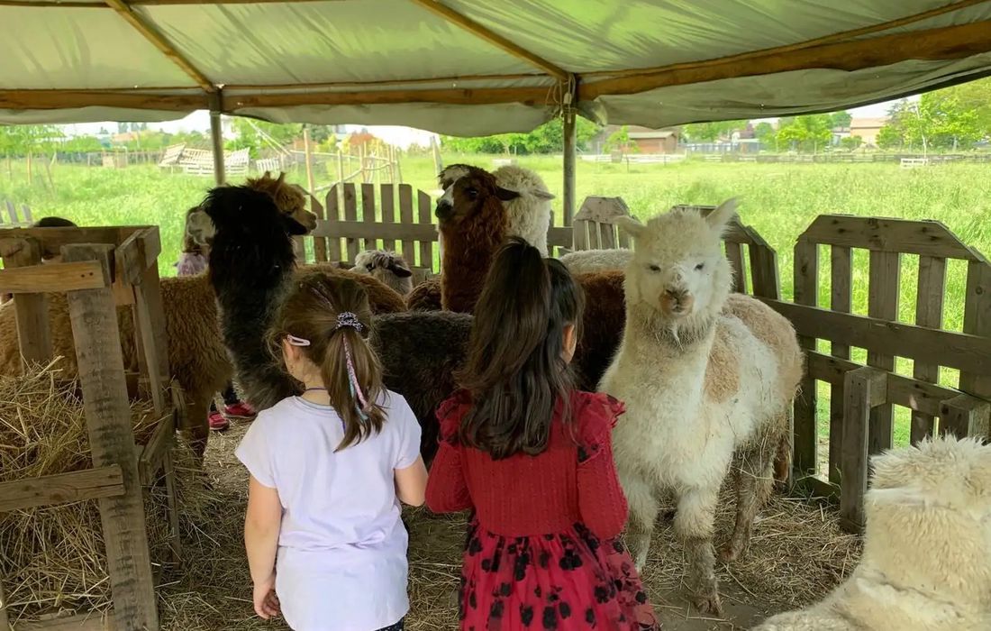 Visita didattica ed esperienza con alpaca vicino Ferrara a Renazzo