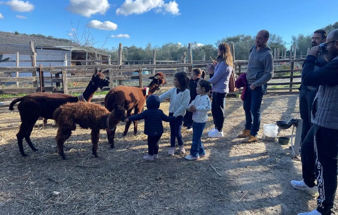 Passeggiata con alpaca nel Sud Sardegna a Turri