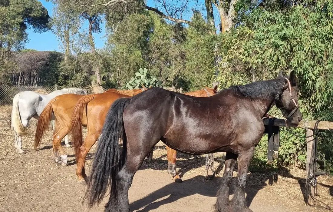 Passeggiata a cavallo nella pineta di castel fusano  a Ostia