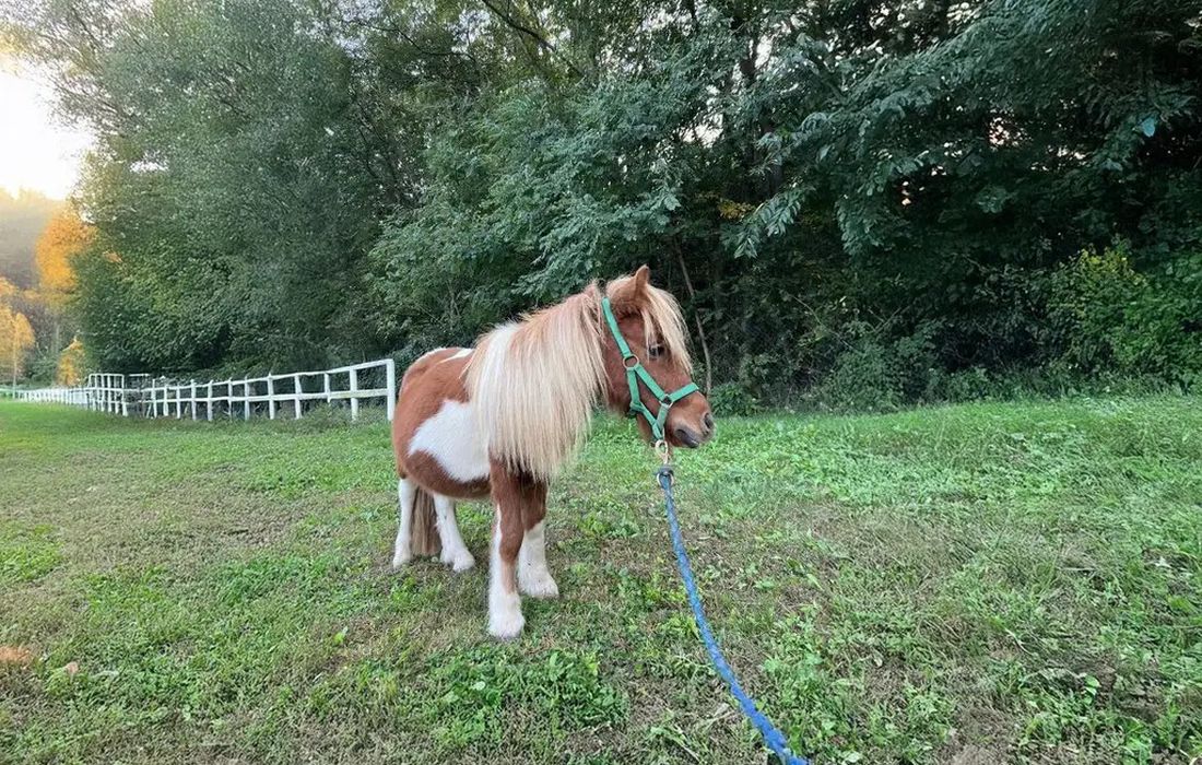 Passeggiata con i pony a Fagnano Olona  a Fagnano Olona 