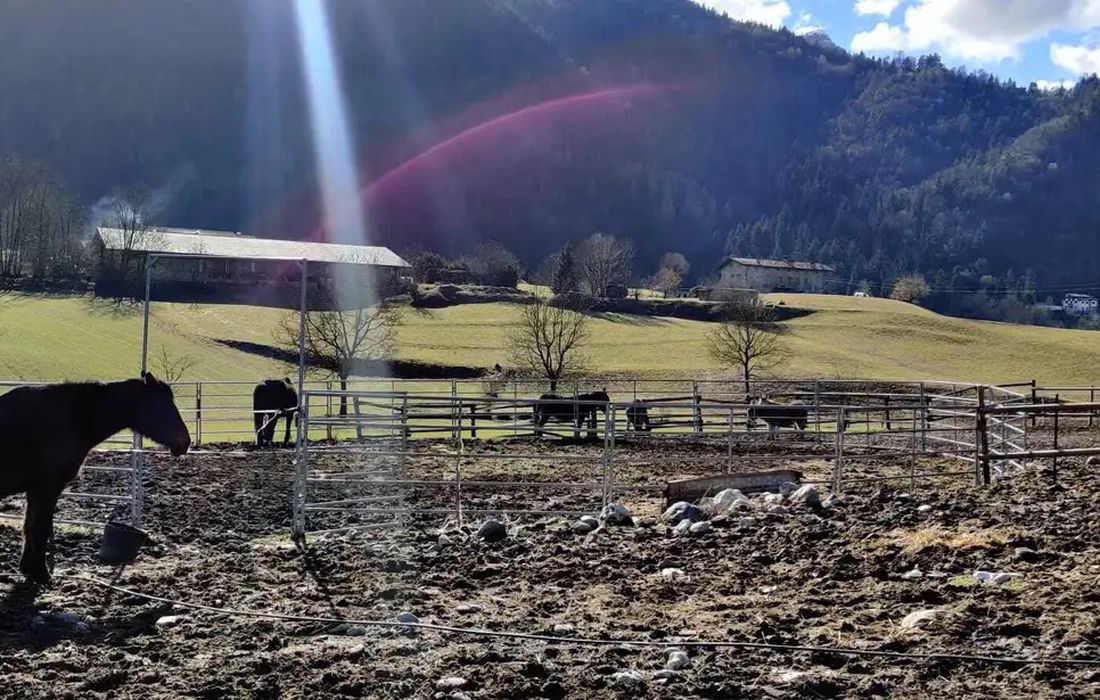 Passeggiata con gli animali della fattoria a Clusone