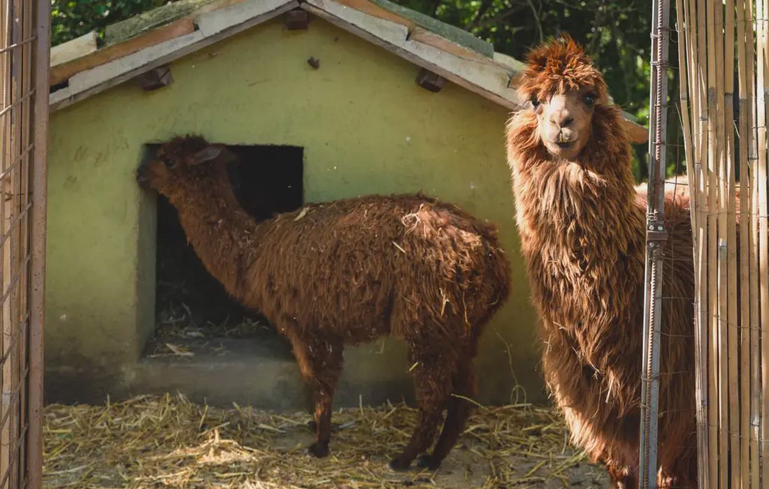 Passeggiata con alpaca a Spoleto
