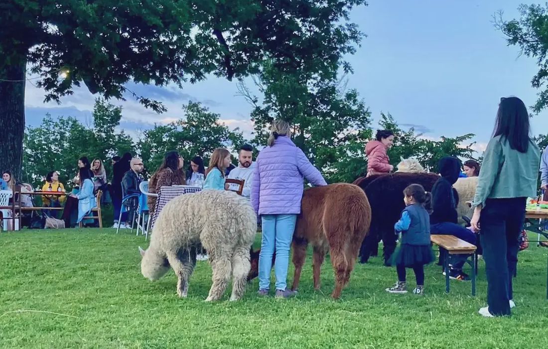 Apericena con gli alpaca a Serramazzoni