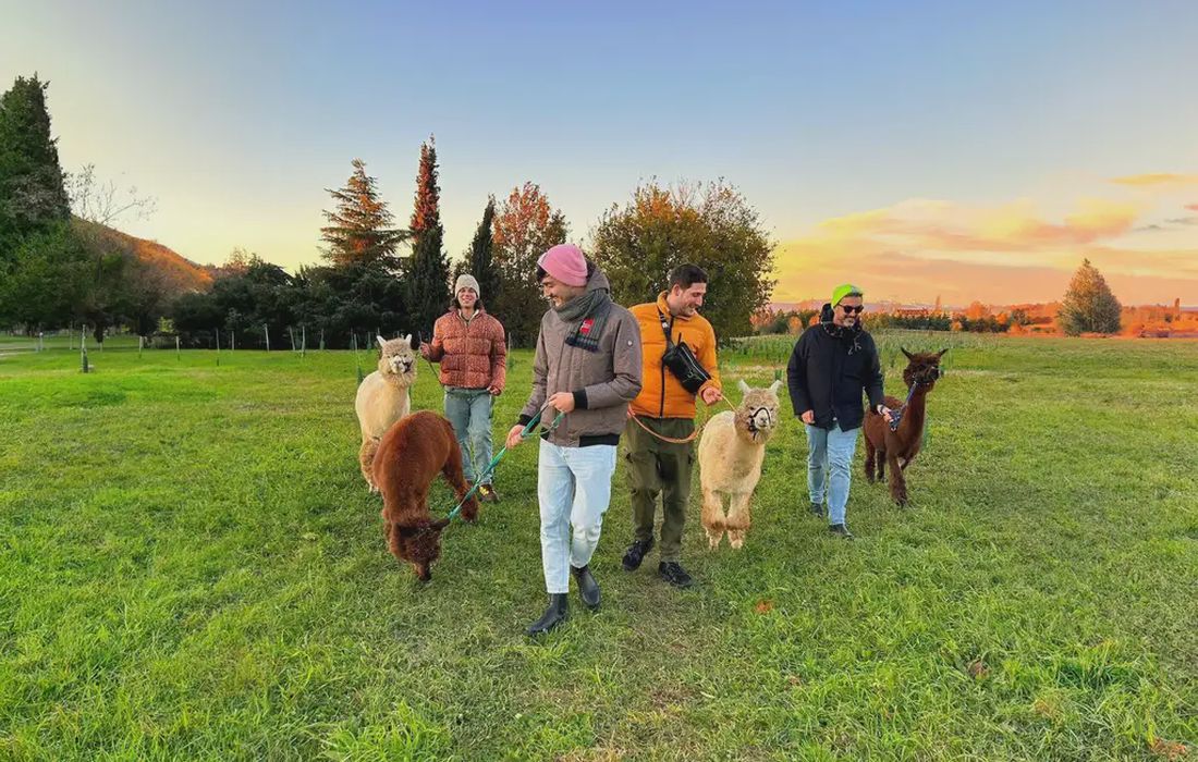 Passeggiata con alpaca nel Parco della Cava a Paderno Dugnano