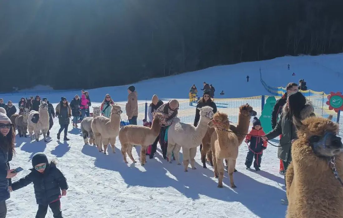 Passeggiata con alpaca sulla neve a Valdidentro