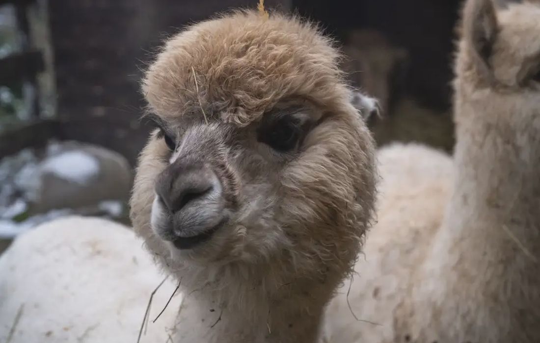 Esperienza con alpaca e merenda a Marzabotto