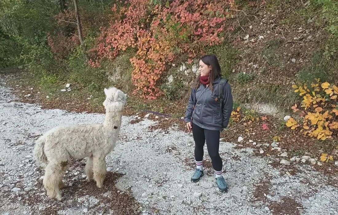 Passeggiata con alpaca nel Parco Gola della Rossa e Frasassi a Genga