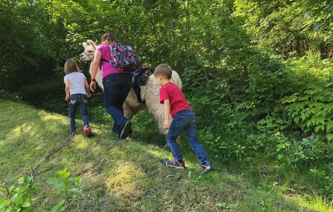 Passeggiata con alpaca a Lastebasse