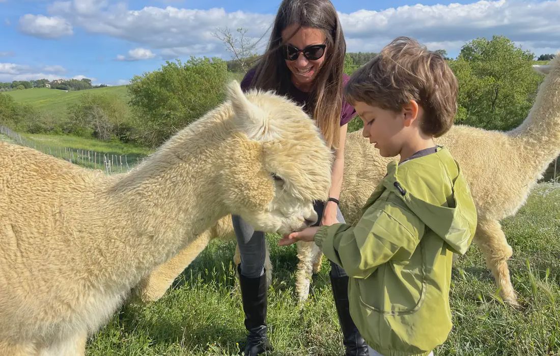 Esperienza interattiva con alpaca a Sasso D'ombrone