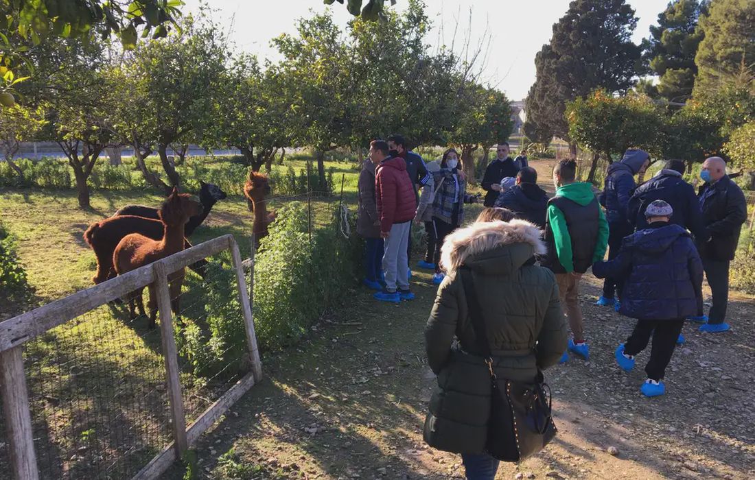 Esperienza con alpaca a Scicli