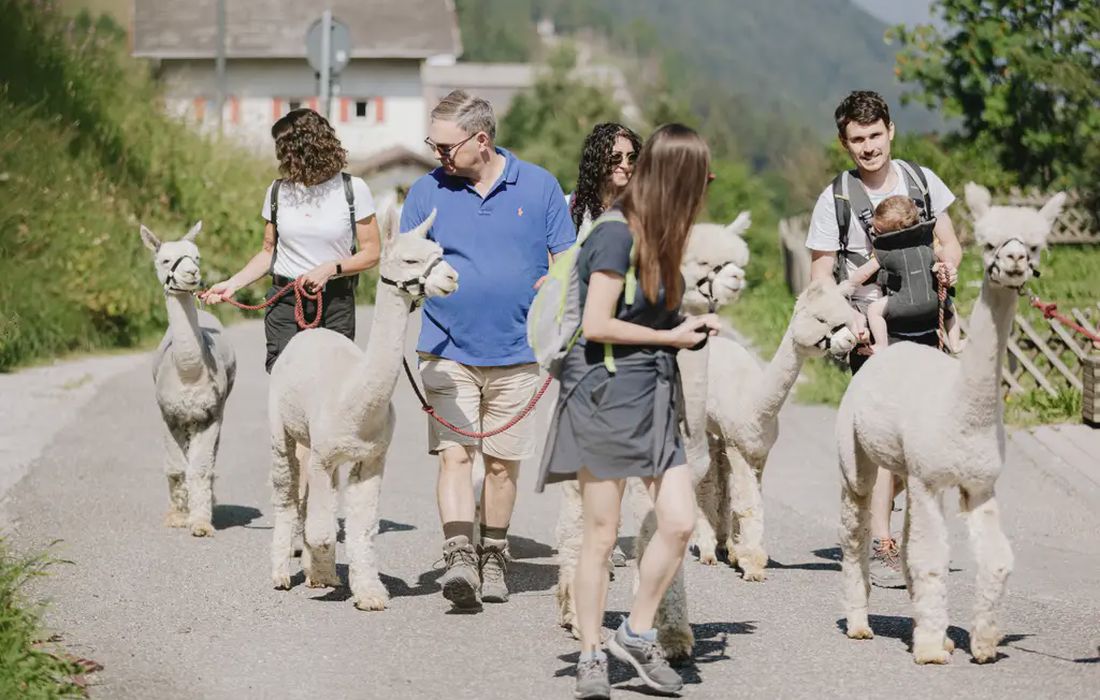 Passeggiata con alpaca in Val Gardena a Santa Cristina Valgardena