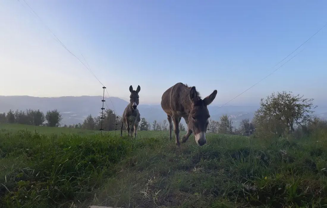 Trekking con asini e merenda in agriturismo a Cantalupo Ligure