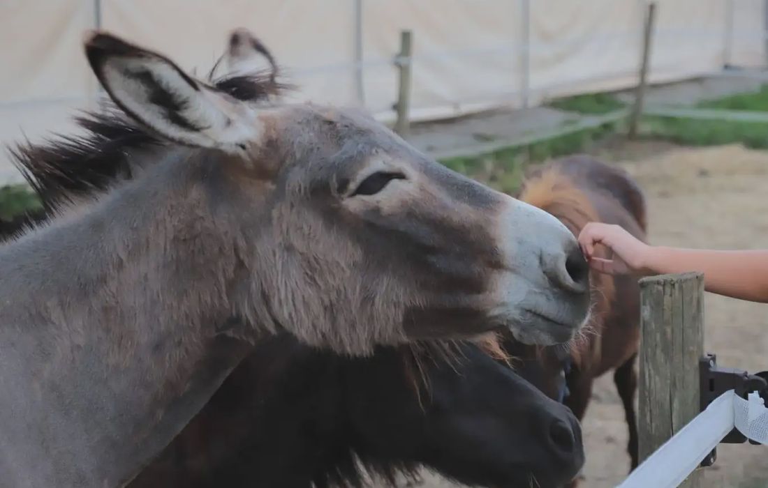 Visita guidata in fattoria e merenda a Sulbiate