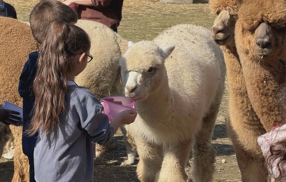 Visita agli alpaca del Monviso a Torino