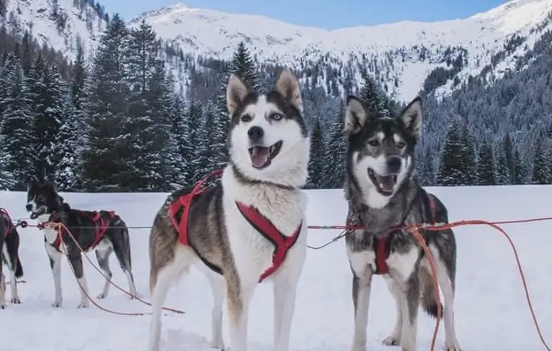 Battesimo dello Sleddog a Madonna di Campiglio