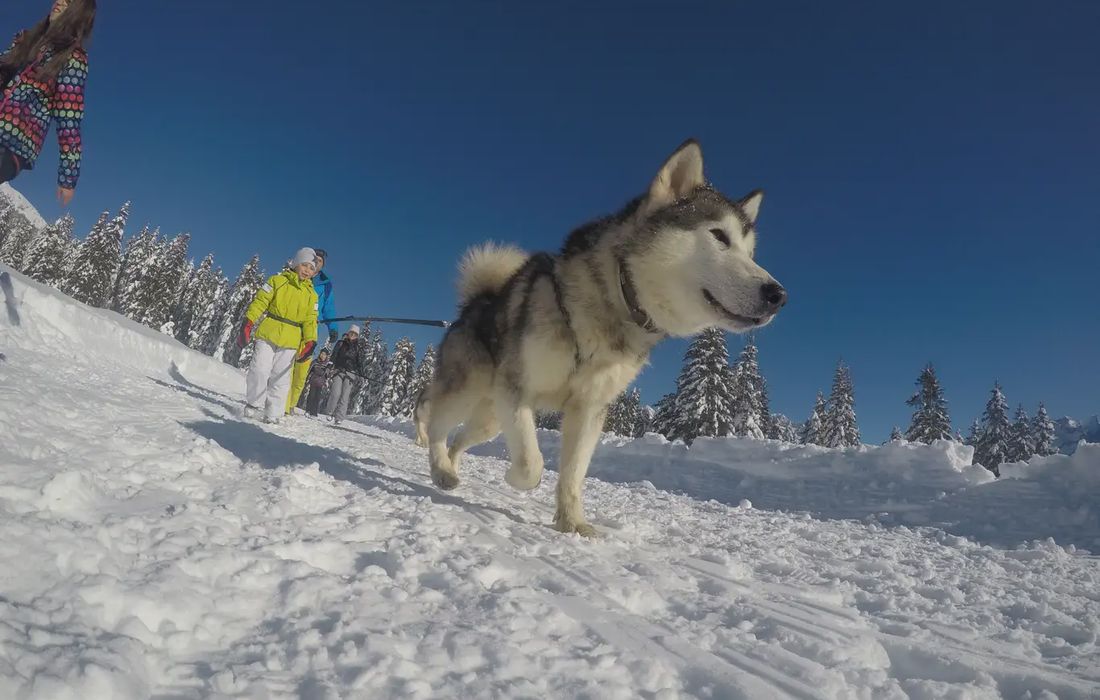 Ciaspolata con husky tra Pinzolo e Madonna di Campiglio a Pinzolo
