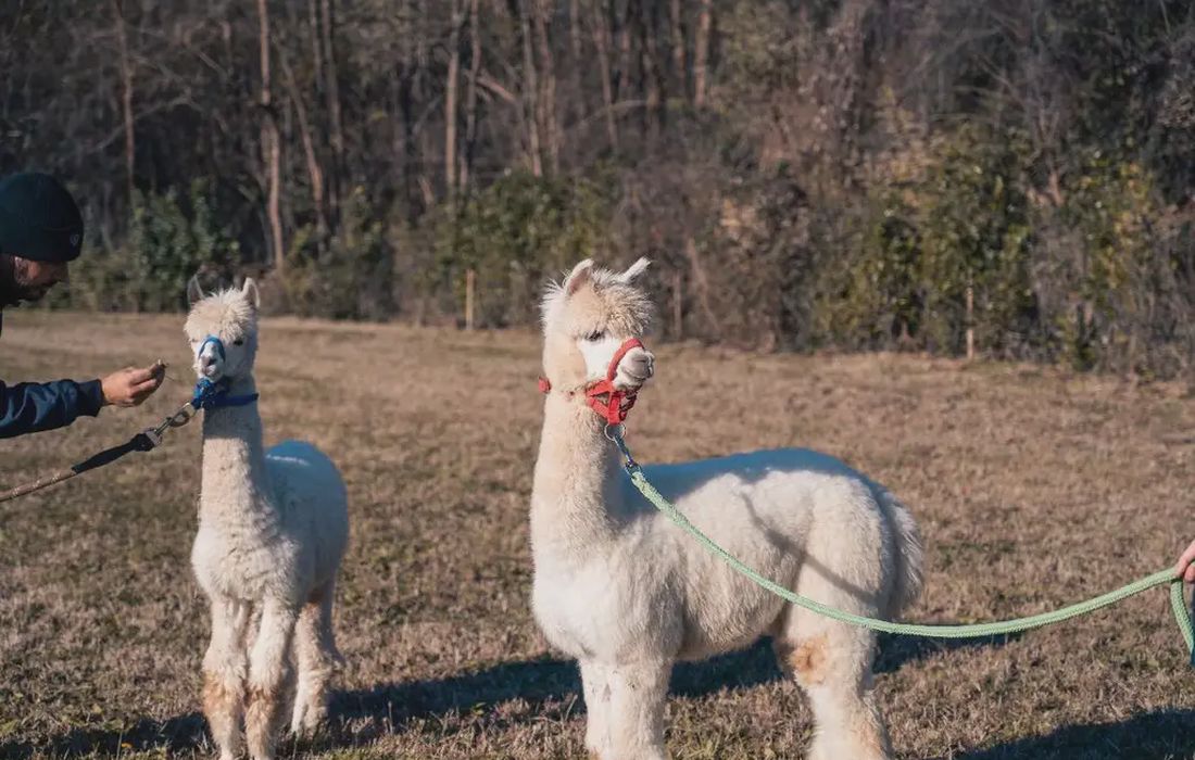 Passeggiata con alpaca in Brianza a Ornago