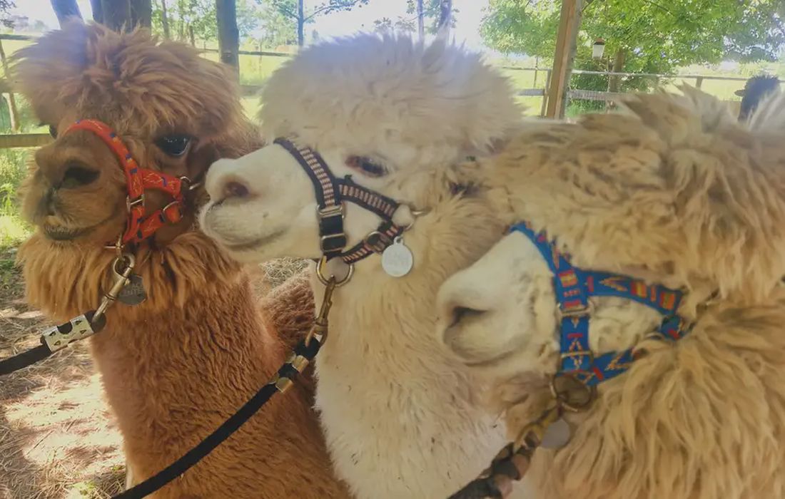 Esperienza con alpaca nella natura a Rivolta d'Adda