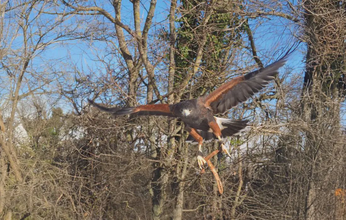 Passeggiata con rapaci sul fiume Taro a Fontanellato