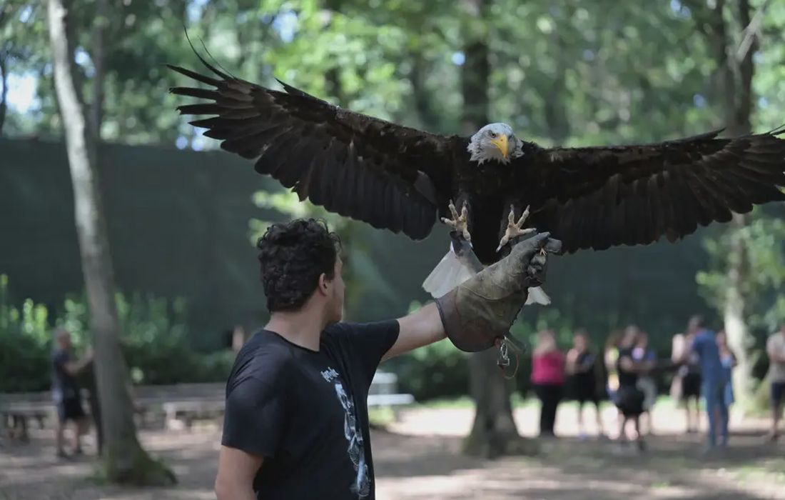 Falconiere per un giorno nel parco di Veio a Formello