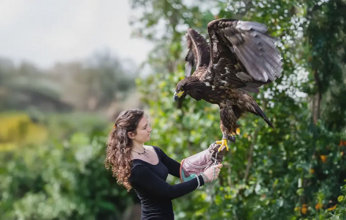 Esperienza con i rapaci a Senigallia a Senigallia