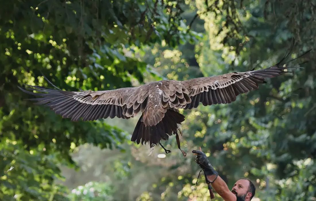 Falconiere per un giorno in provincia di Pisa a Santa Maria a Monte