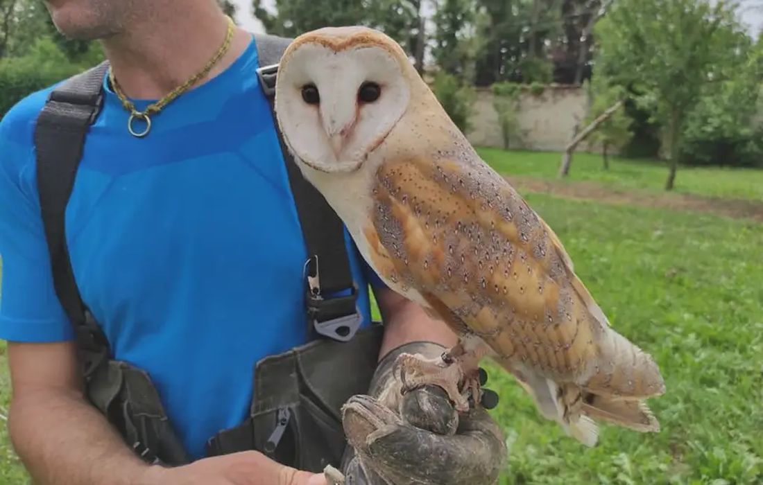 Falconiere per un giorno vicino a Cuneo a Peveragno