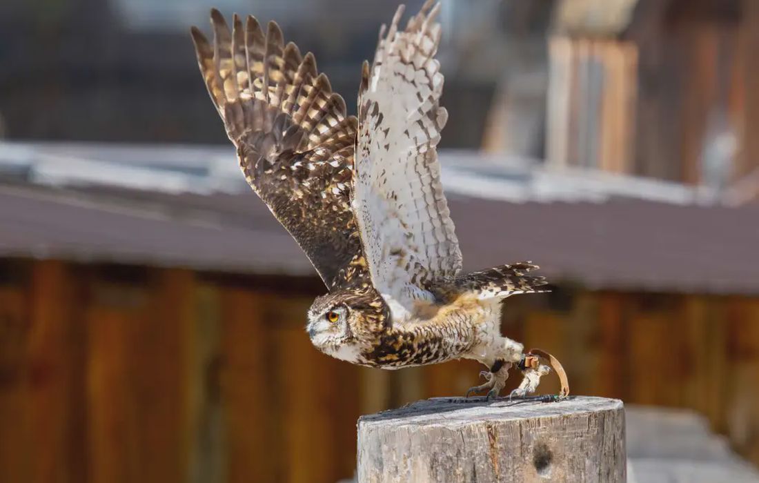 Esperienza con i rapaci a san Vigilio di Marebbe a San Vigilio di Marebbe