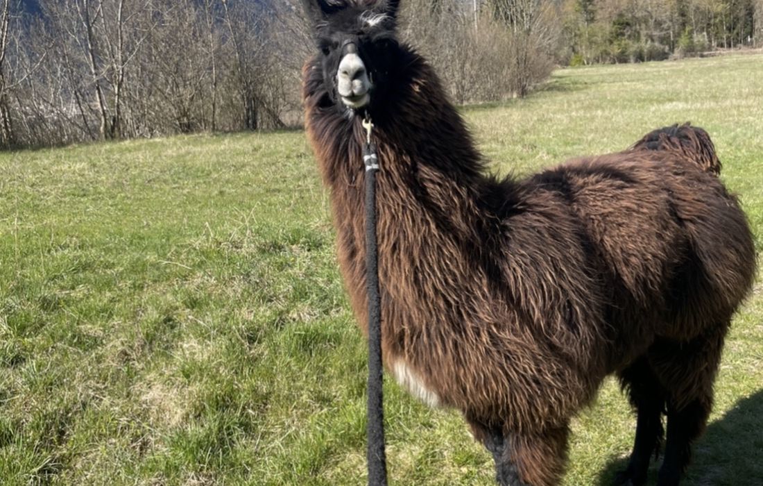 Esperienza con alpaca e passeggiata in provincia di Pordenone a Tramonti di Mezzo
