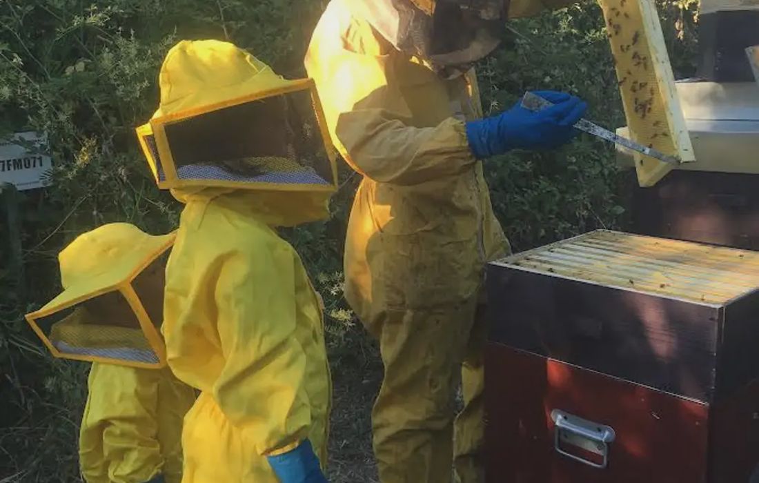 Apicoltore per un giorno e degustazione di miele a Sant'Elpidio a Mare