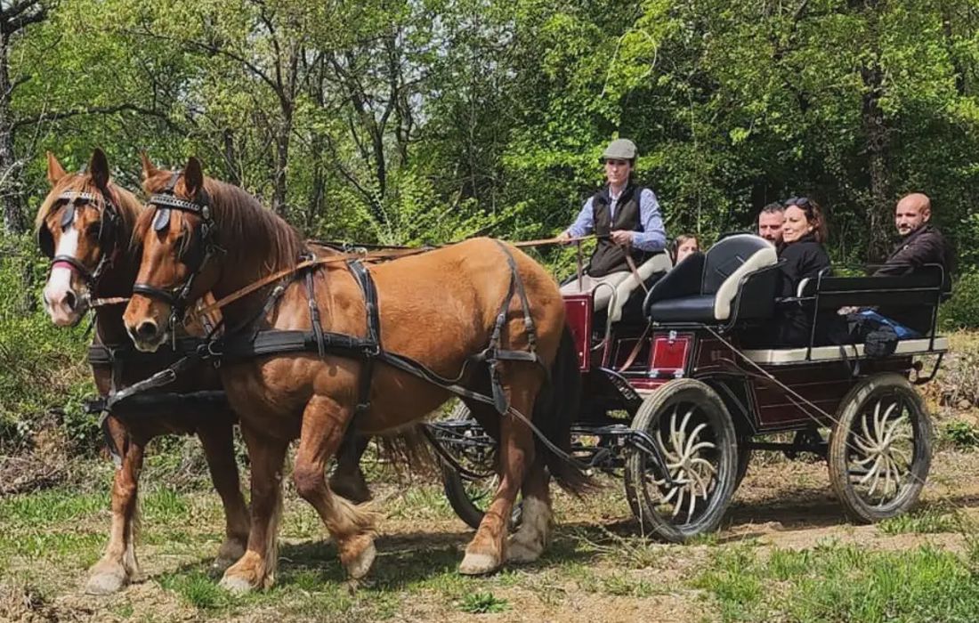 Giro in carrozza nel vigneto con picnic a Montalcino