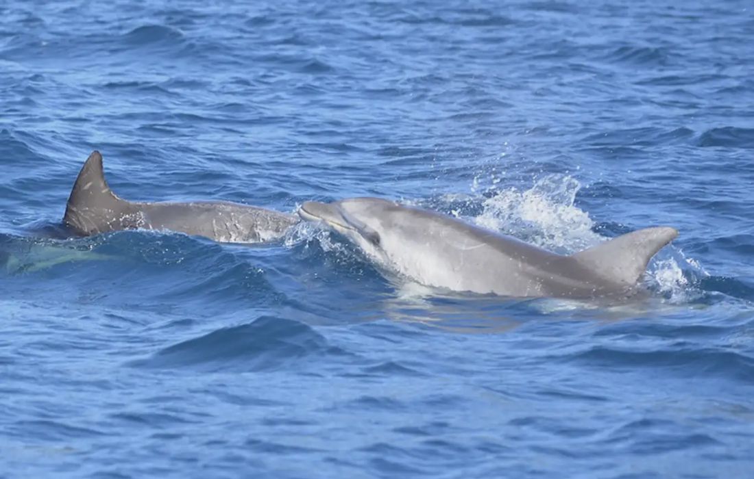 Tour in gommone a Figarolo con avvistamento delfini a Olbia