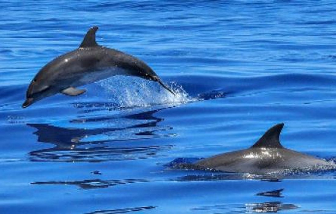 Tour in gommone privato a Golfo Aranci con avvistamento delfini a Porto Rotondo